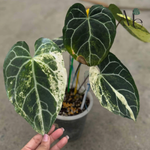 Anthurium Crystallinum Variegated