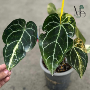 Anthurium Crystallinum Variegated