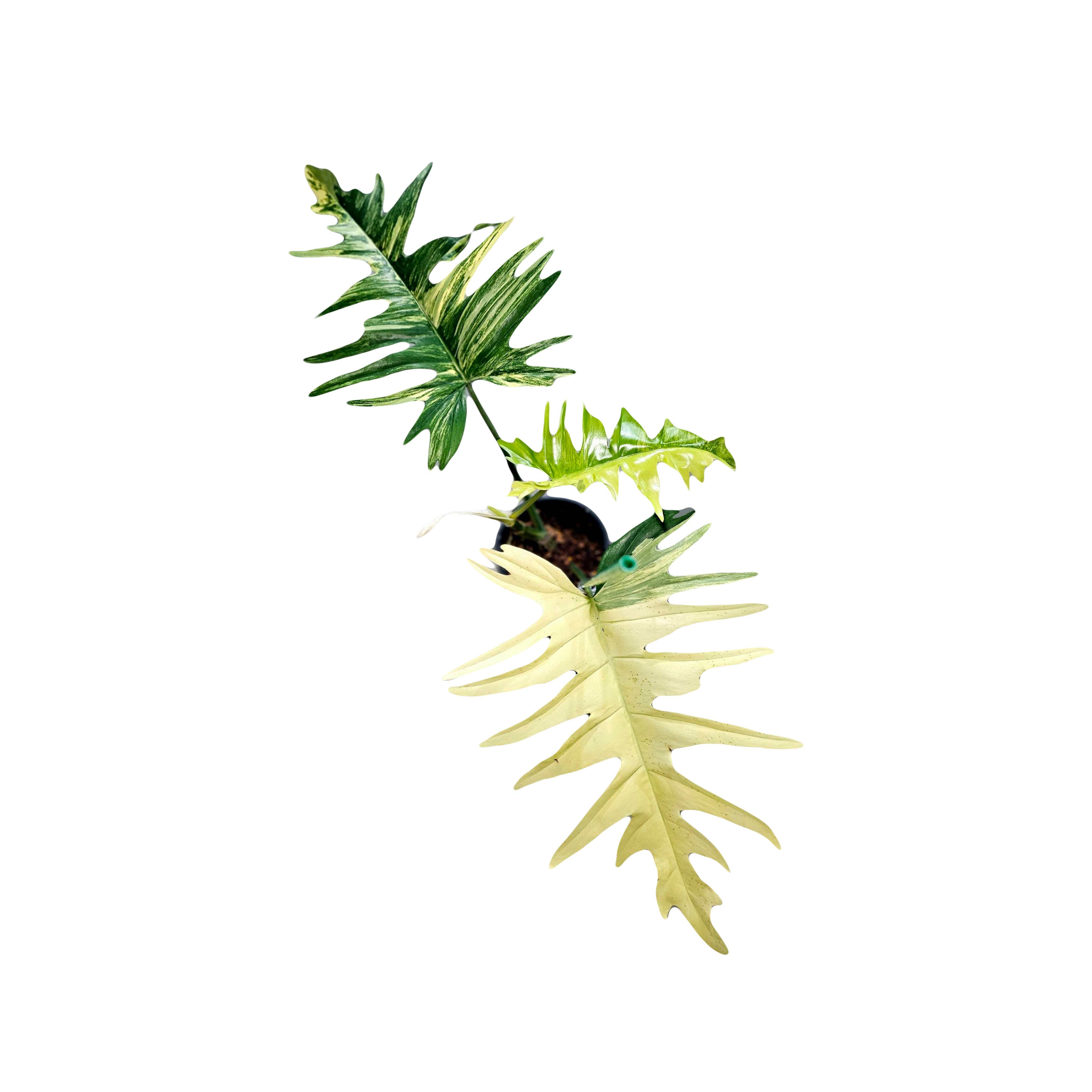 Philodendron Florida X Tortum