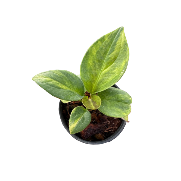 Anthurium Jemanii Variegated