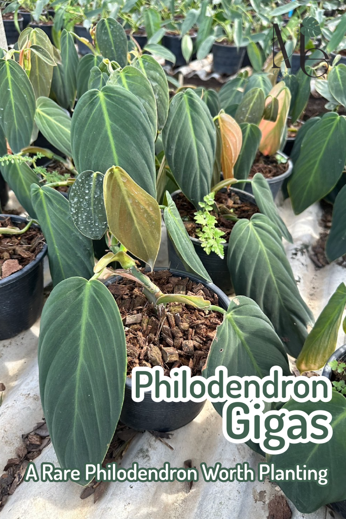 Philodendron Gigas