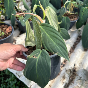 Philodendron Gigas