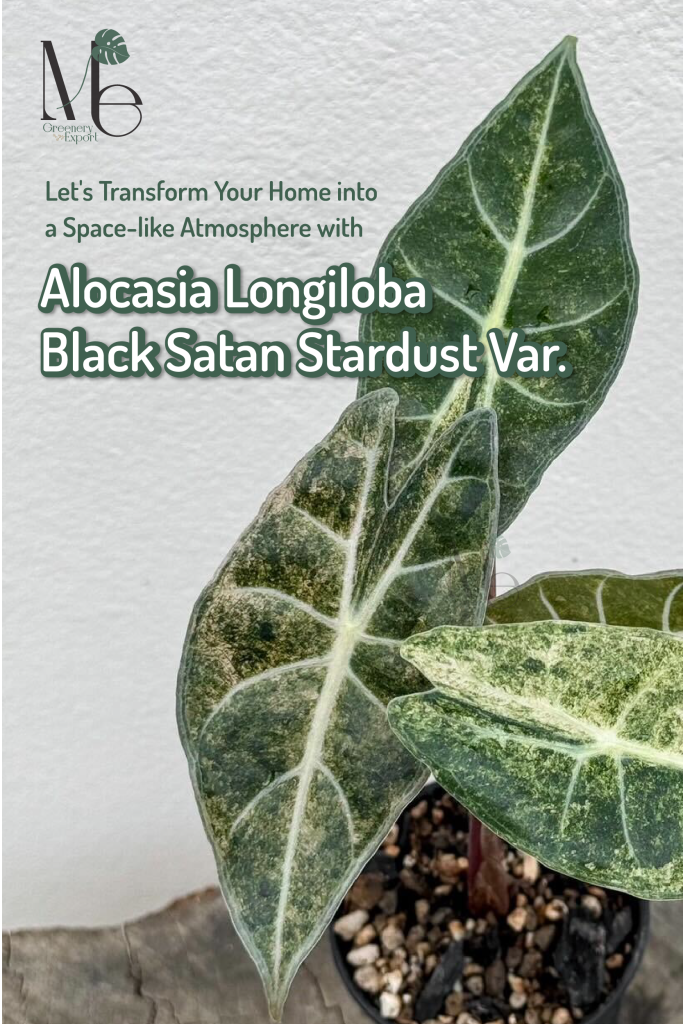 Alocasia Longiloba Black Satan Stardust Variegated