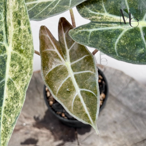 Alocasia Longiloba Black Satan Stardust Variegated