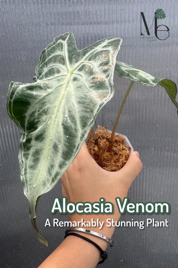 อโลคาเซีย เวน่อม (Alocasia Venom)