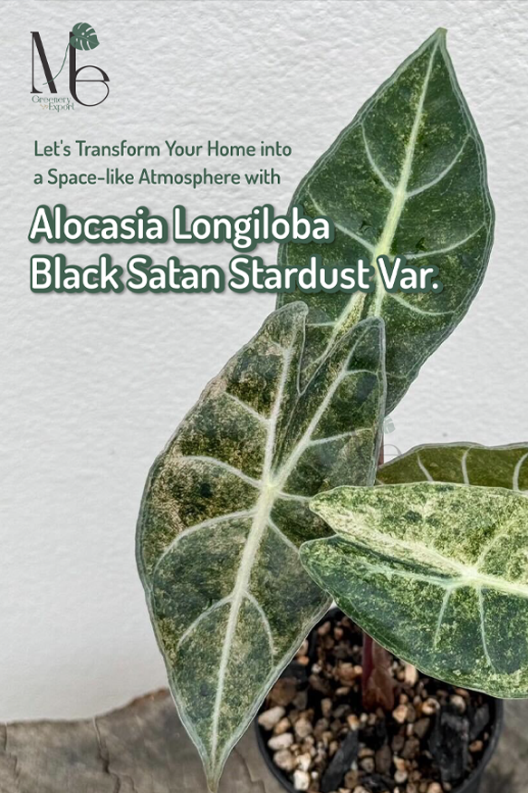 Alocasia Longiloba Black Satan Stardust Variegated