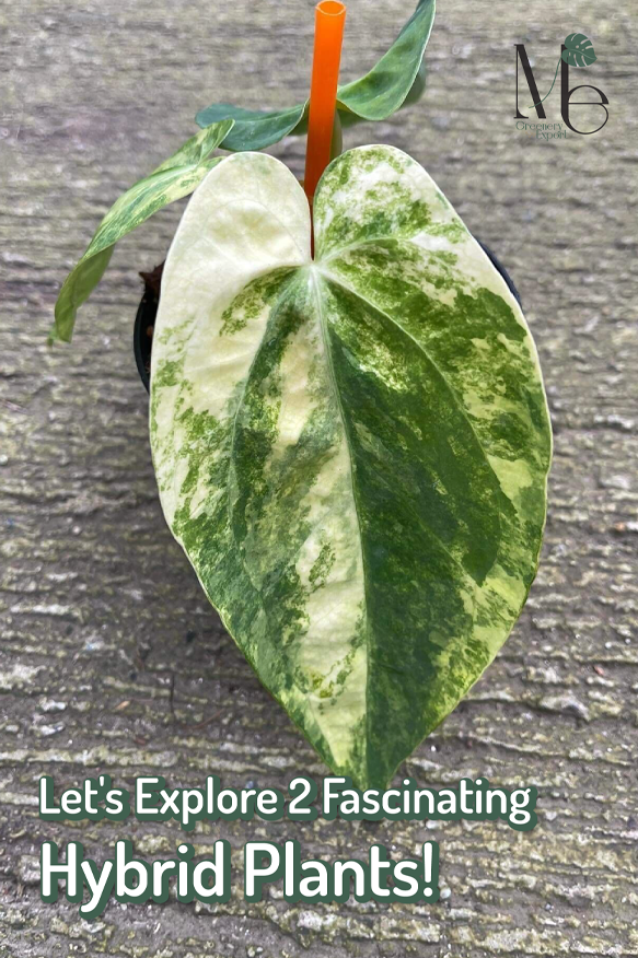 แอนทูเรียมพาพิลิลามินั่มด่าง x กรีนแมมบา (Anthurium Papillilaminum Variegated x Green mamba)