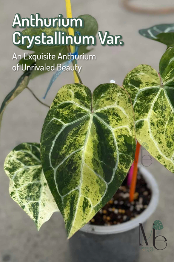 Anthurium Crystallinum Variegated