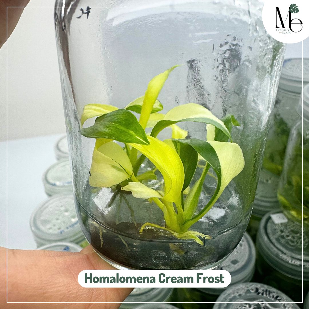 Homalomena Cream Frost Variegated (TC)