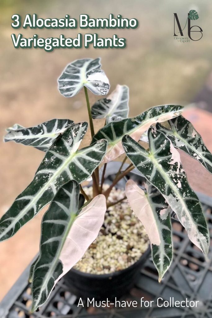 Alocasia Bambino Variegated