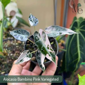 Alocasia Bambino Pink Variegated