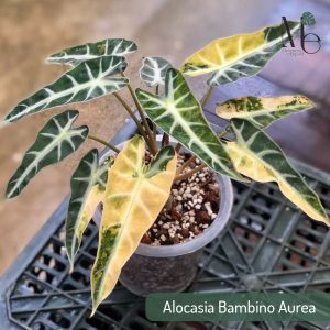 Alocasia Bambino Aurea