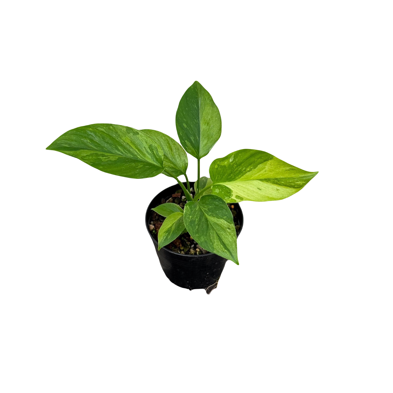 Homalomena Sp. Variegated