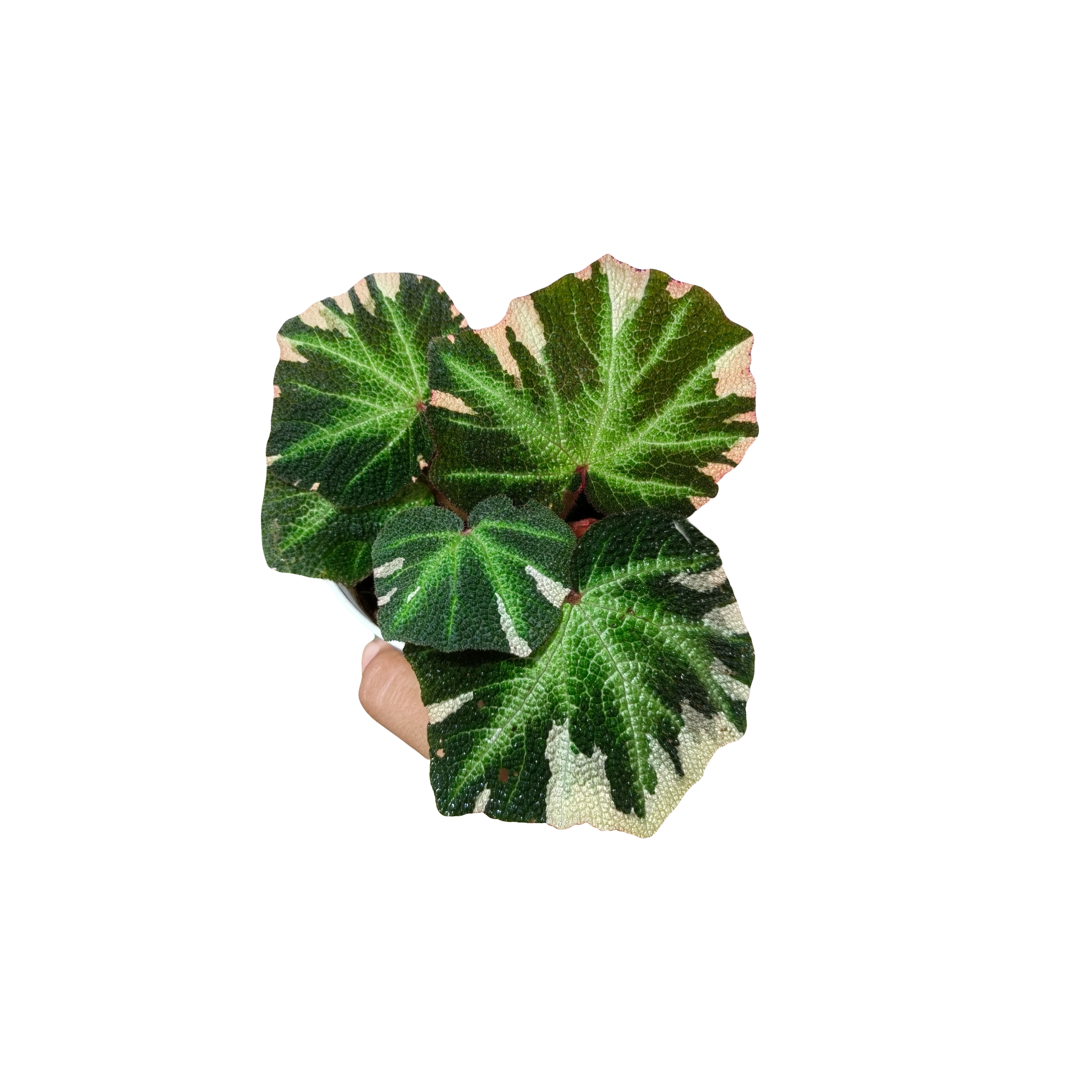 Begonia​ Soli ​Mutata​ Variegated