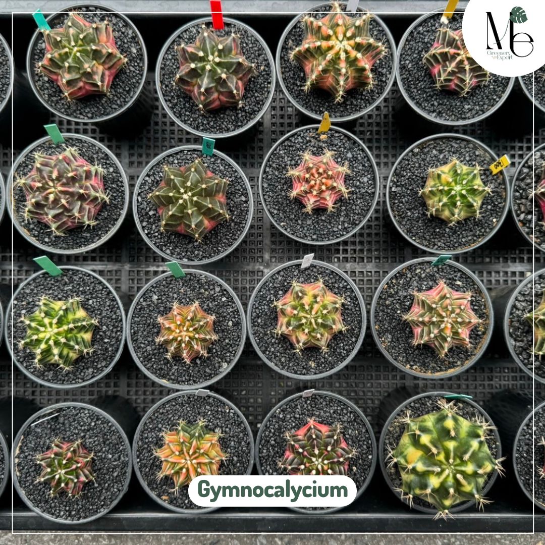 Gymnocalycium (rare)