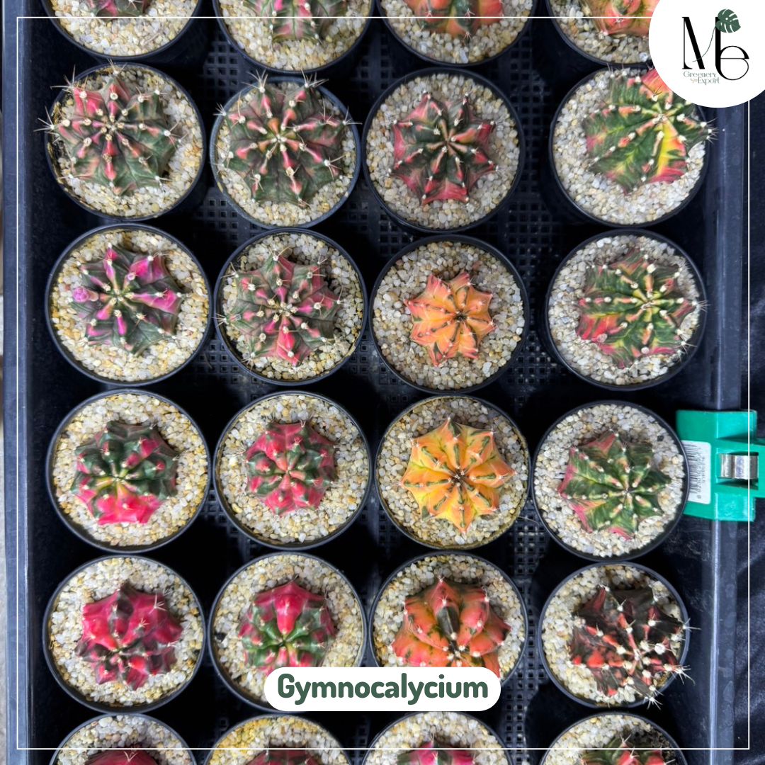 Gymnocalycium