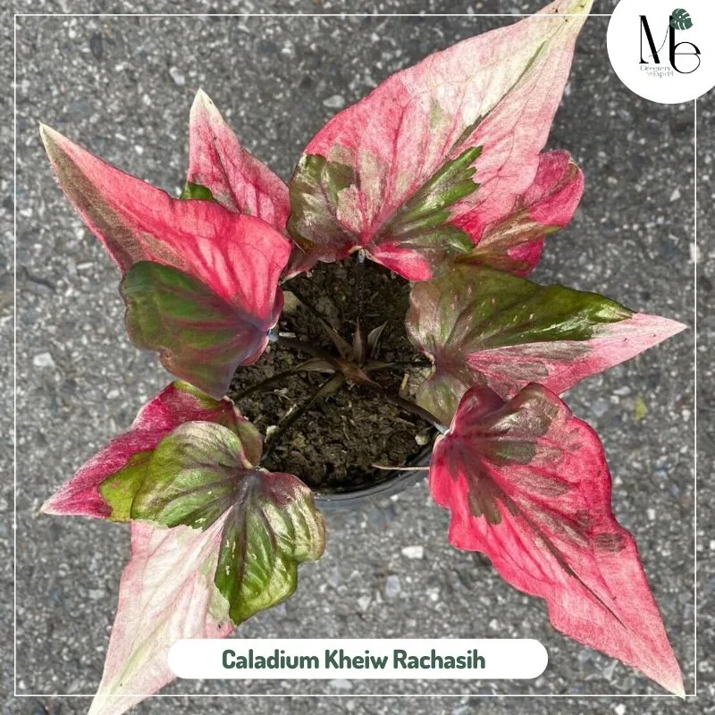 Caladium Kheiw Rachasih