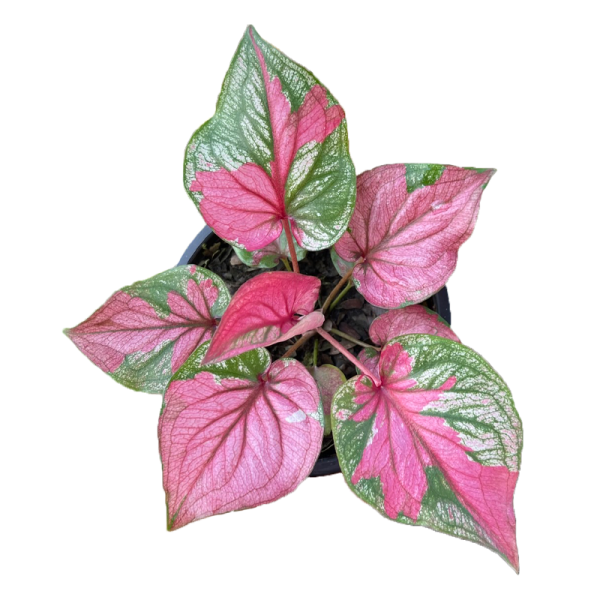 Caladium Sib Muen