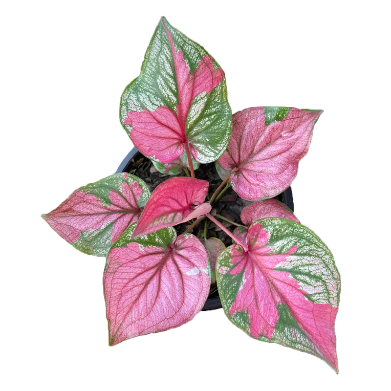 Caladium Sib Muen