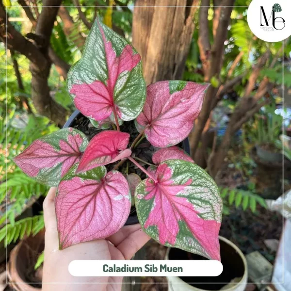 Caladium Sib Muen