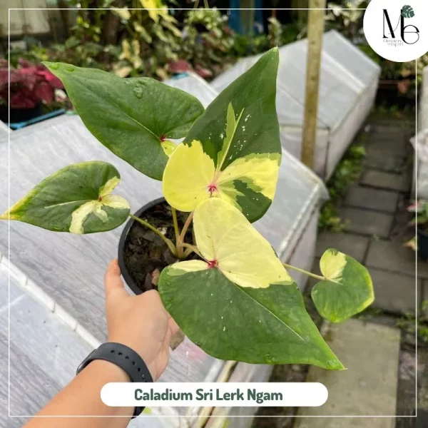 Caladium Sri Lerk Ngam