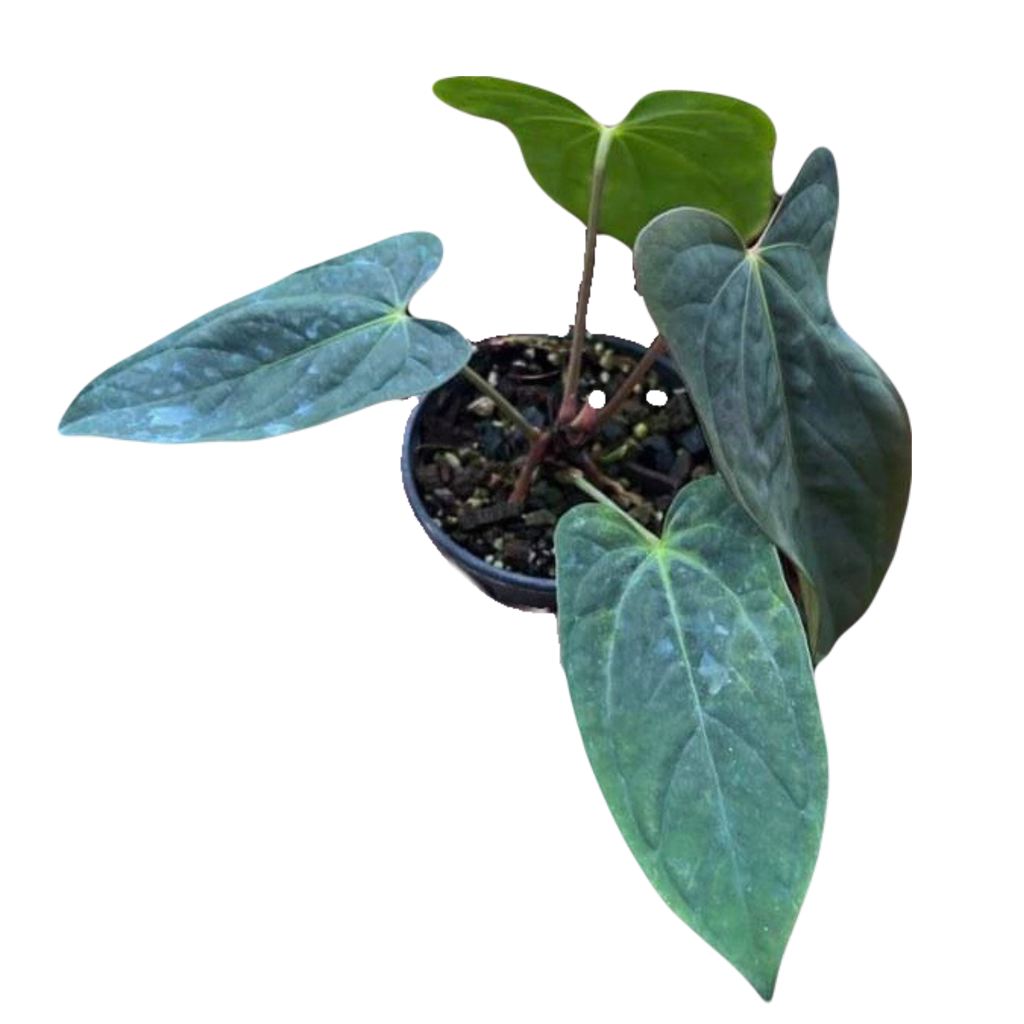 Anthurium Subsignatum x RVDP 分け株 Anthurium Subsignatum x Bvep (Antolakii)