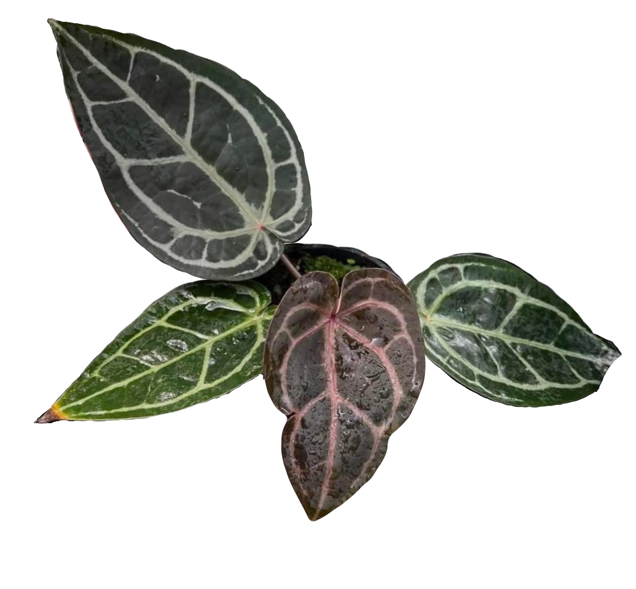 Anthurium Red Crystal Tezula x Red Crystal Tezula