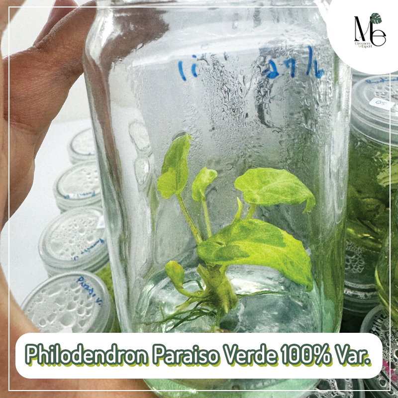 Philodendron Paraiso Verde 100% Var. (TC)