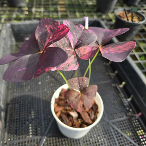 Oxalis Triangularis Variegated: a Captivating Butterfly among Flowers