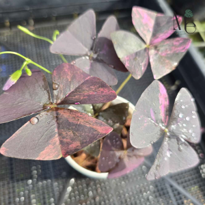 hybrid freies saatgut BIO Saatgut Mhre Robila, spt Saatband  Biogartenladen