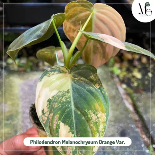 Philodendron Melanochrysum Orange Variegated