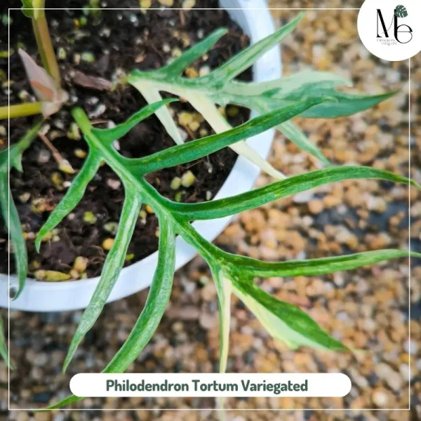 Philodendron Tortum Variegated