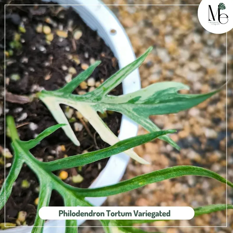 Philodendron Tortum Variegated