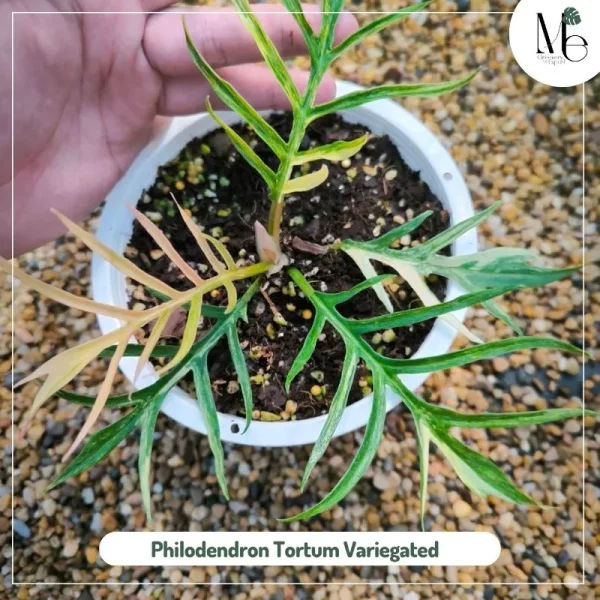 Philodendron Tortum Variegated