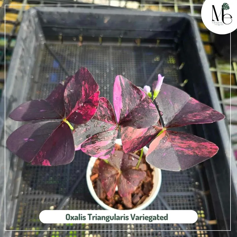 Oxalis Triangularis Variegated