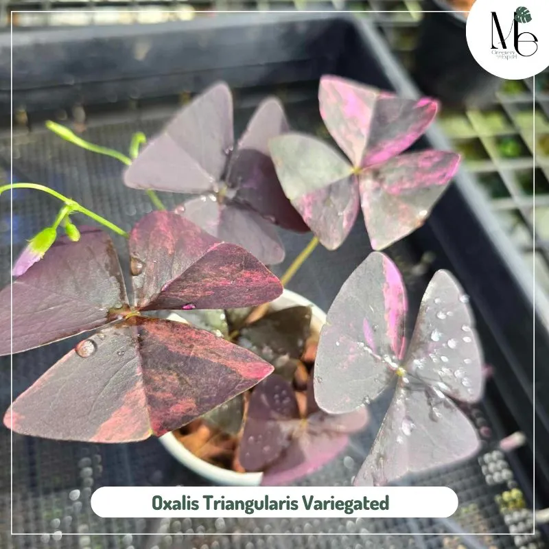 Oxalis Triangularis Variegated