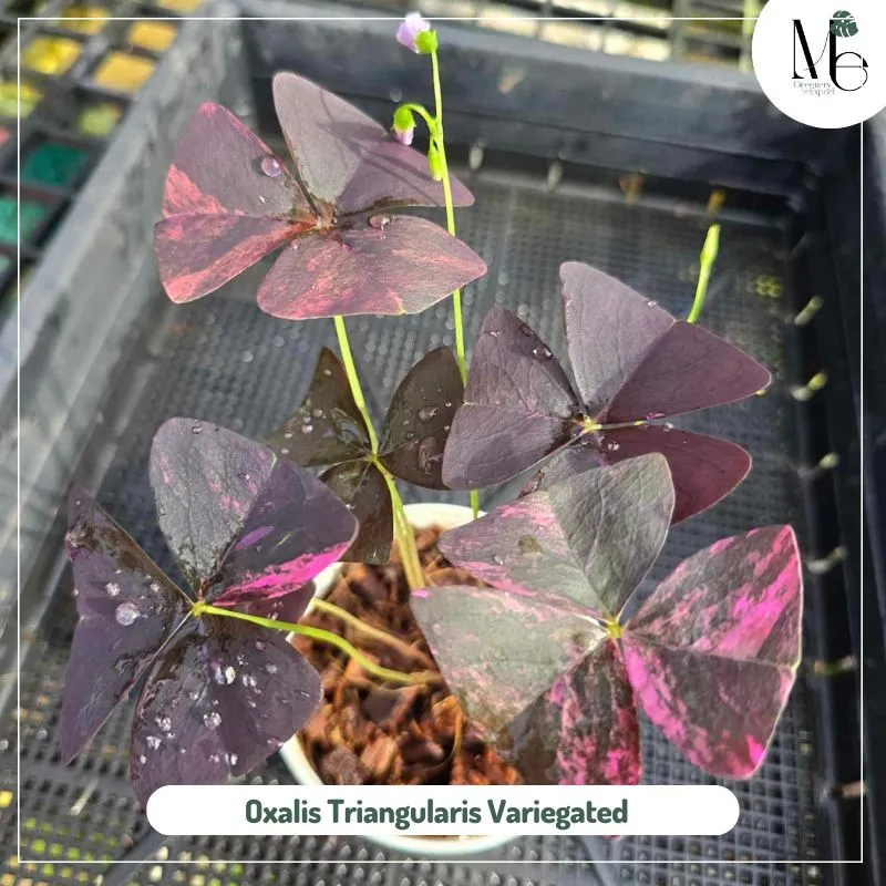 Oxalis Triangularis Variegated