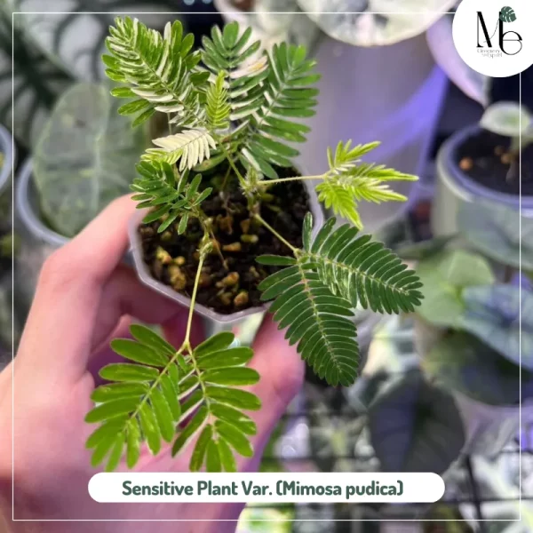 Sensitive Plant Variegated (Mimosa pudica)