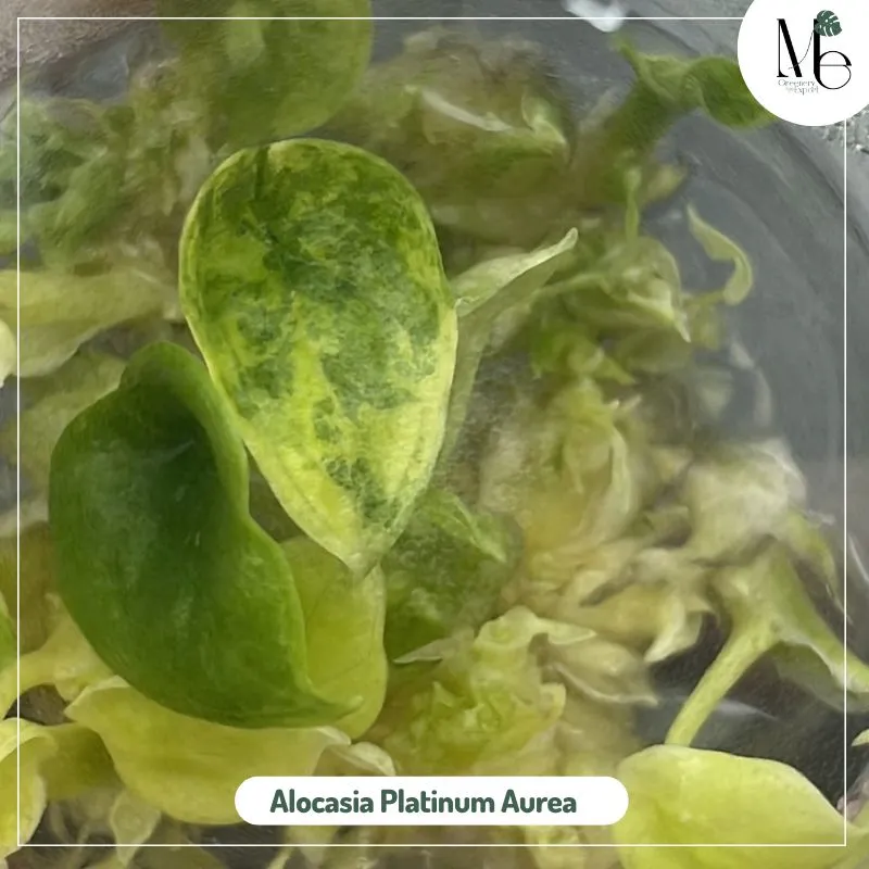 Alocasia Platinum Aurea (TC)