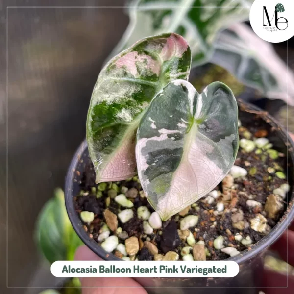 Alocasia Balloon Heart Pink Variegated