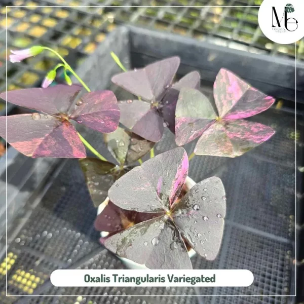 Oxalis Triangularis Variegated