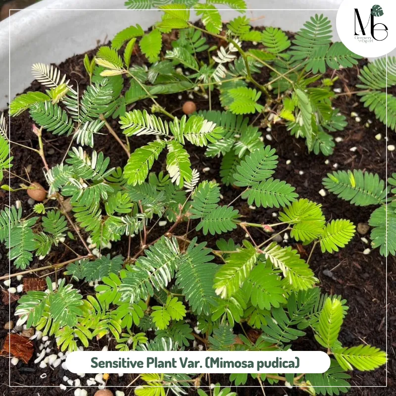 Sensitive Plant Variegated (Mimosa pudica)