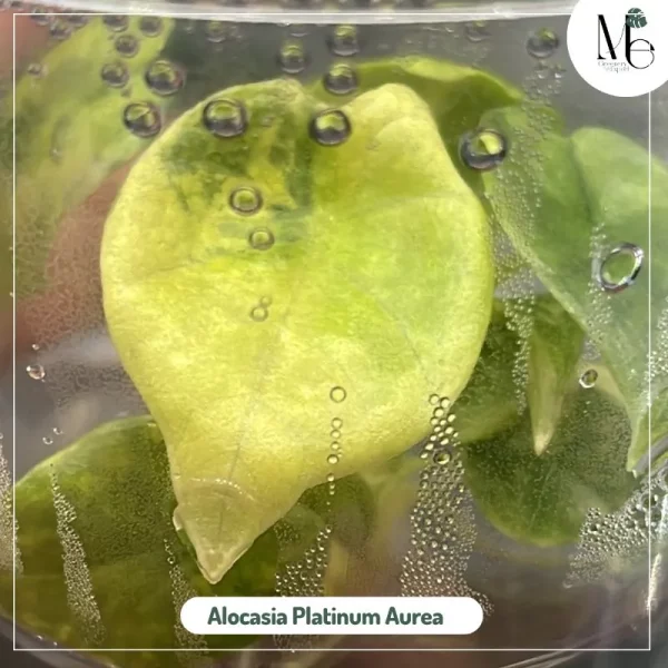 Alocasia Platinum Aurea