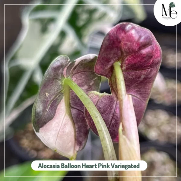 Alocasia Balloon Heart Pink Variegated