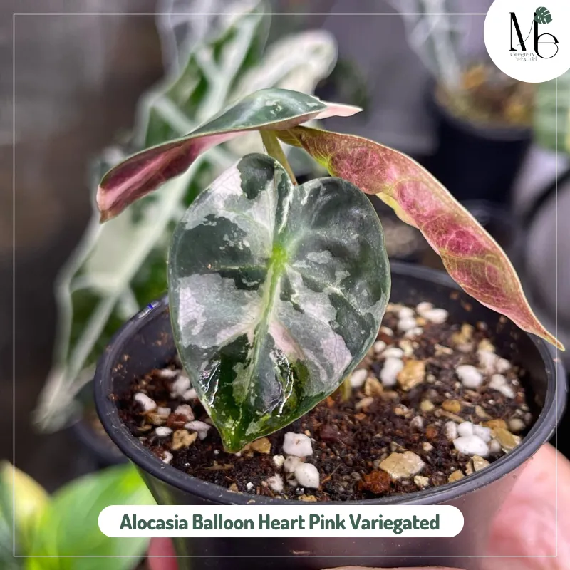 Alocasia Balloon Heart Pink Variegated