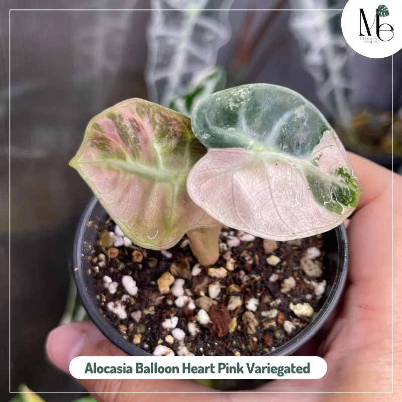 Alocasia Balloon Heart Pink Variegated