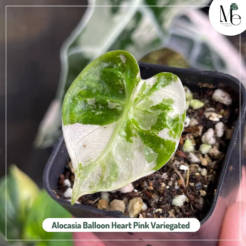 Alocasia Balloon Heart Pink Variegated