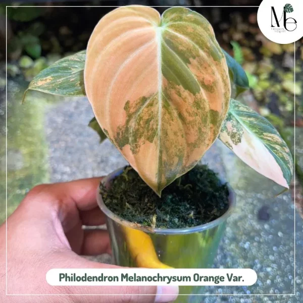 Philodendron Melanochrysum Orange Variegated