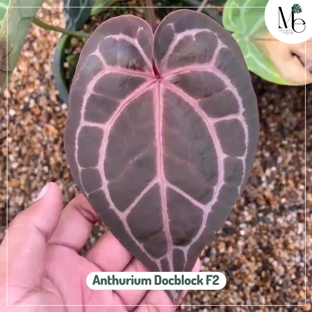 Anthurium Docblock F2