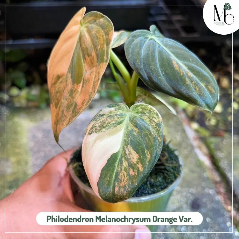 Philodendron Melanochrysum Orange Variegated